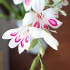 miniature gladiolus by {nifty thrifty things}
