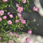 gypsophila gypsy from {nifty thrifty things}