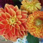 chrysanthemum @ {nifty thrifty things}
