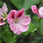 geranium @ {nifty thrifty things}