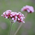verbena2