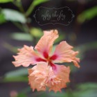 hibiscus3