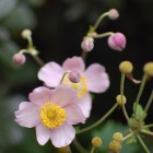 japanese anemone from {nifty thrifty things}