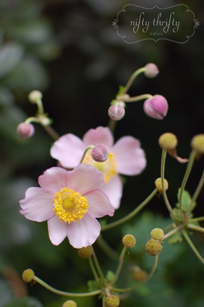 japanese anemone from {nifty thrifty things}