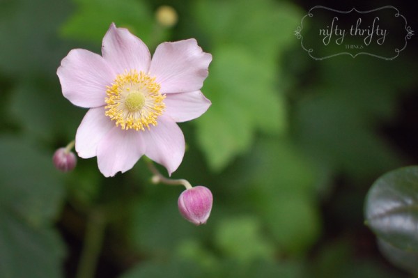 japanese anemone from {nifty thrifty things}