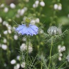 love-in-a-mist from {nifty thrifty things}