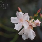 oleander from {nifty thrifty things}