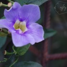 blue_trumpet_vine