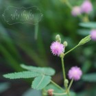 mimosa from {nifty thrifty things}