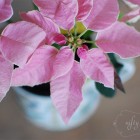 princettia poinsettia from {nifty thrifty things}