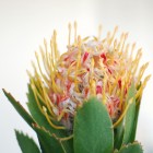 protea from {nifty thrifty things}