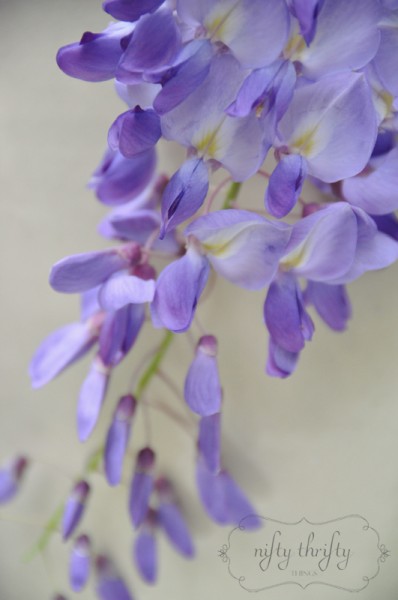 wisteria from {nifty thrifty things}