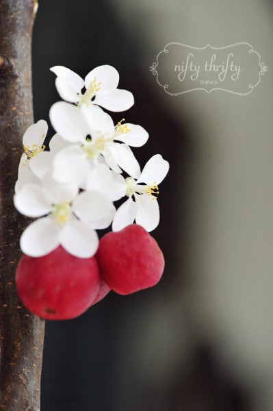 apple blooms from {nifty thrifty things}