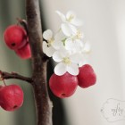 apple blooms from {nifty thrifty things}