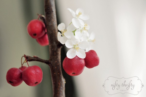 apple blooms from {nifty thrifty things}