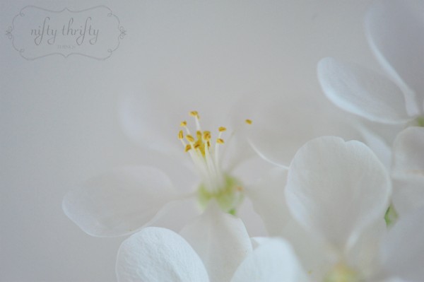 apple blooms from {nifty thrifty things}