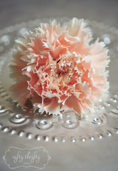 carnations from {nifty thrifty things}