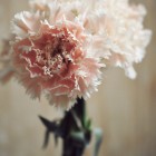 carnation from {nifty thrifty things}