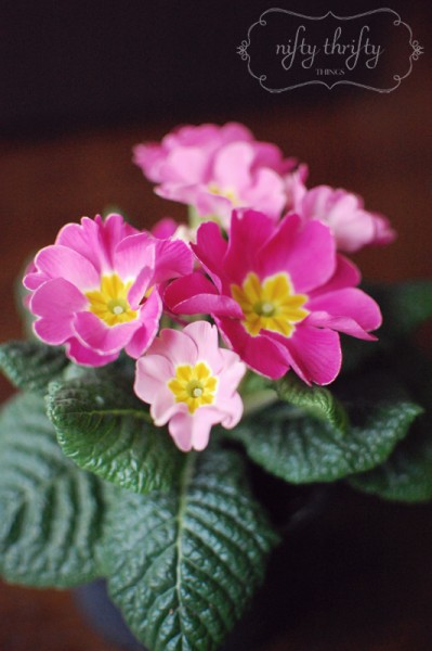 primrose from {nifty thrifty things}