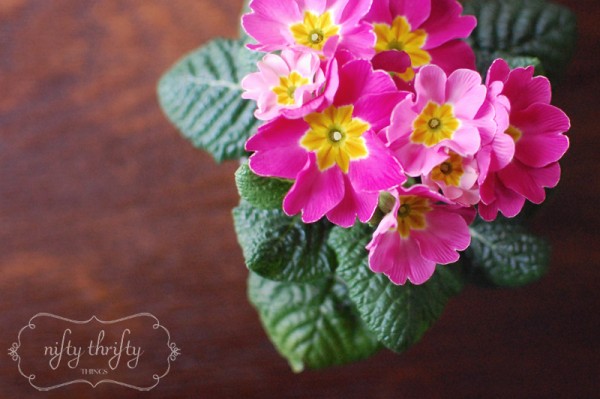primrose from {nifty thrifty things}