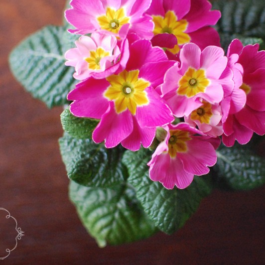 primrose from {nifty thrifty things}