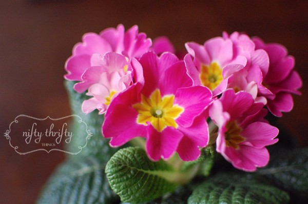 primrose from {nifty thrifty things}