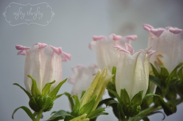 campanula1