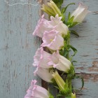 campanula2