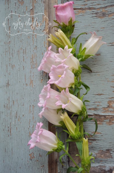 campanula2