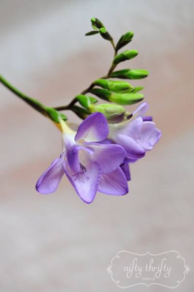 blue freesia from {nifty thrifty things}