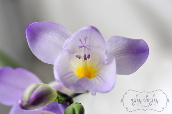 blue freesia from {nifty thrifty things}