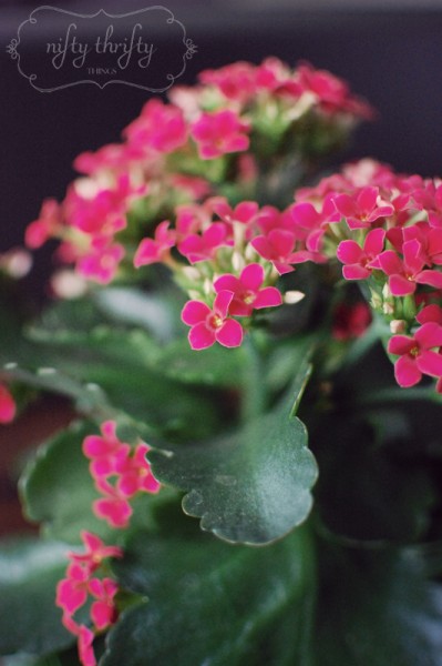 kalanchoe from {nifty thrifty things}