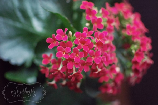 kalanchoe from {nifty thrifty things}