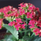 kalanchoe from {nifty thrifty things}