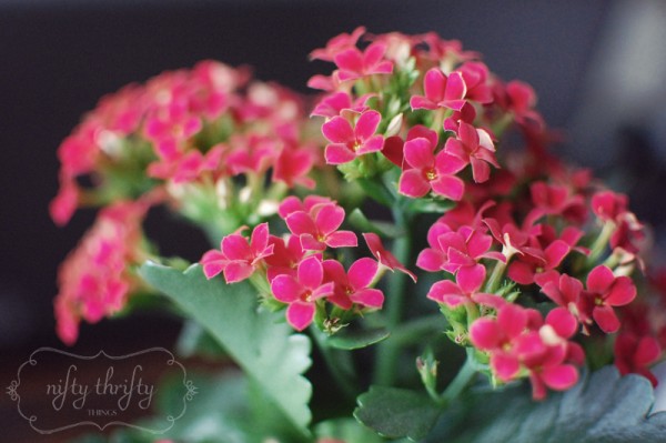 kalanchoe from {nifty thrifty things}