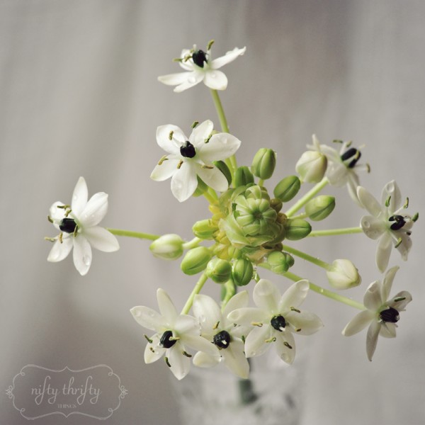 Ornithogalum1
