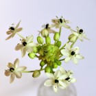 Ornithogalum2