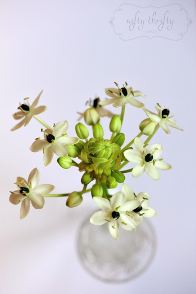 Ornithogalum2