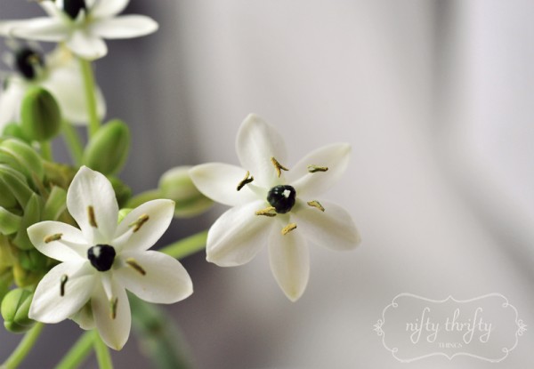 Ornithogalum3