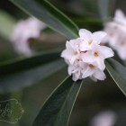 daphne from {nifty thrifty things}