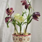 chess_flower01