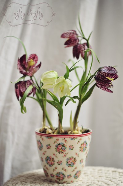 chess_flower01