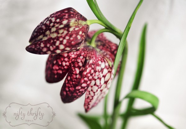 chess_flower02