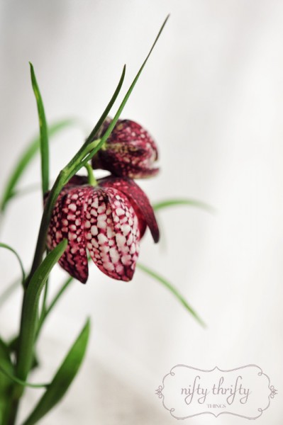 chess_flower03