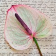 calla3
