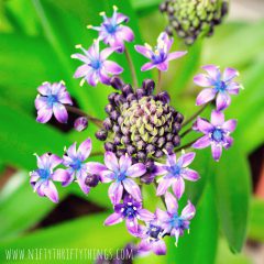 caribbean_jewel2